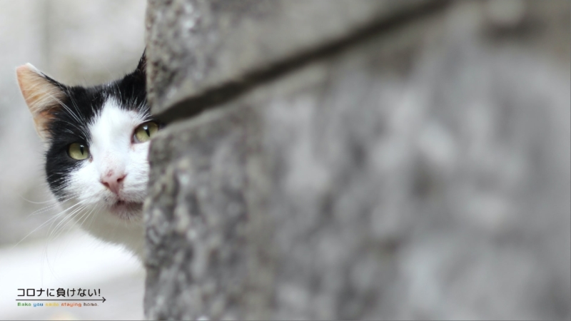 クリエイターの作品