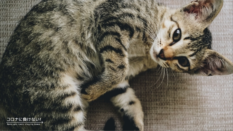 クリエイターの作品