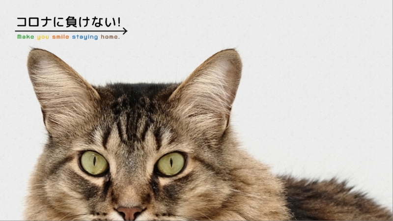 クリエイターの作品