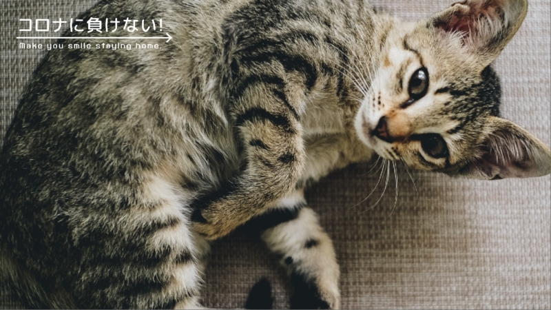 クリエイターの作品