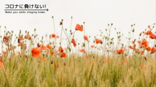 ippaiattenaの作品