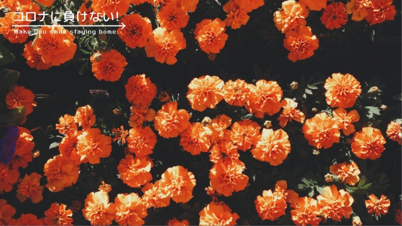 クリエイターの作品