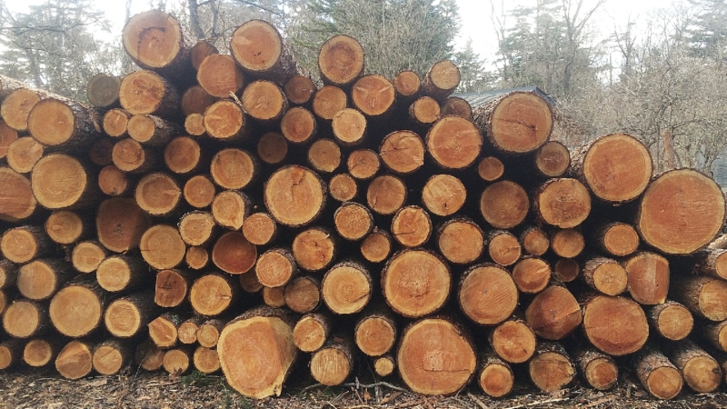 クリエイターの作品