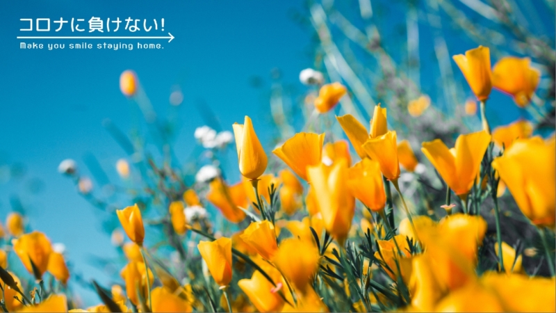 クリエイターの作品