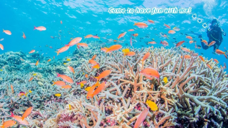 クリエイターの作品