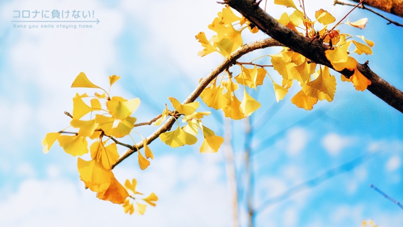 クリエイターの作品